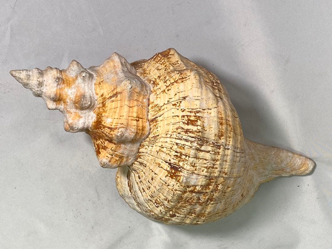 1427❣️ 特大法螺貝　ホラガイ　ダイオウイトマキボラ貝