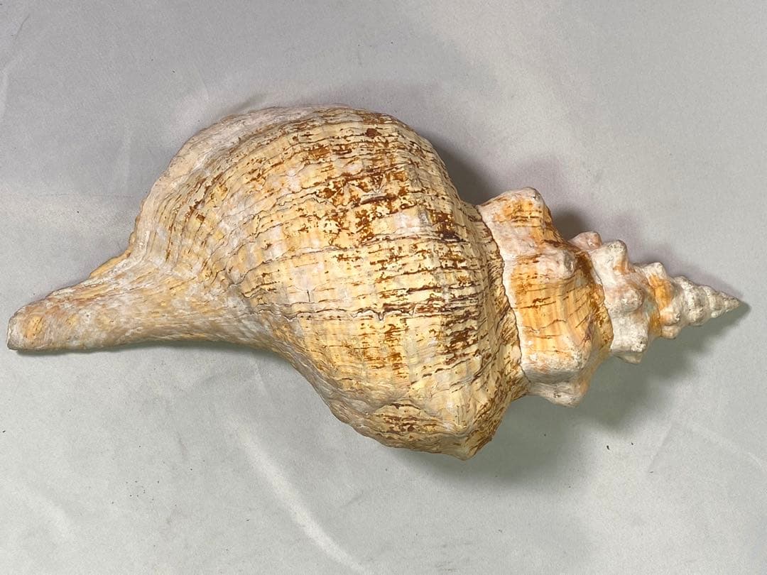 1427❣️ 特大法螺貝　ホラガイ　ダイオウイトマキボラ貝