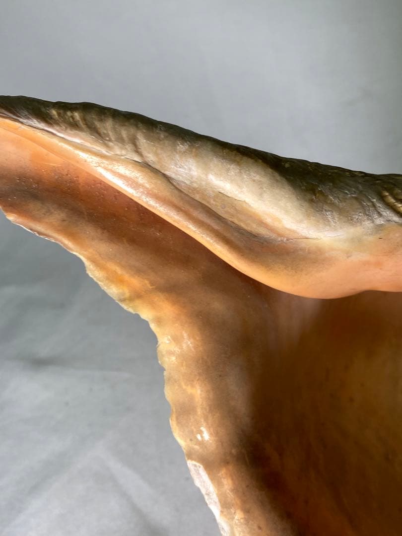 1427❣️ 特大法螺貝　ホラガイ　ダイオウイトマキボラ貝