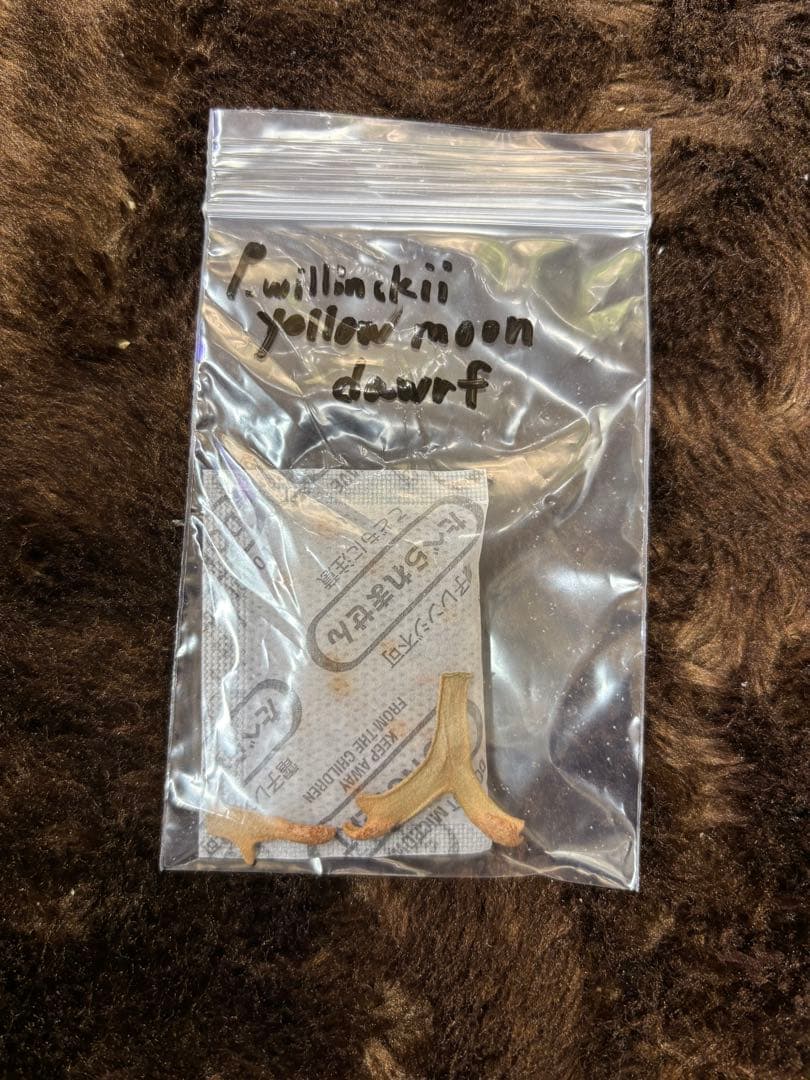 P.willinckii YellowMoon dwarf 胞子