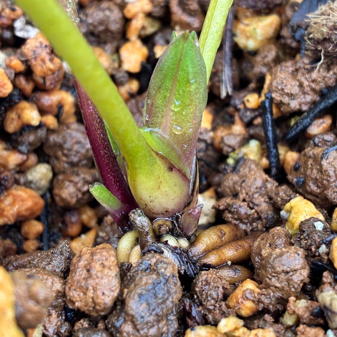 の*ん様 ☘️蕾付き☘️3333⭐️超小輪⭐️ダークピコ⭐️コンパクト⭐️トルカ