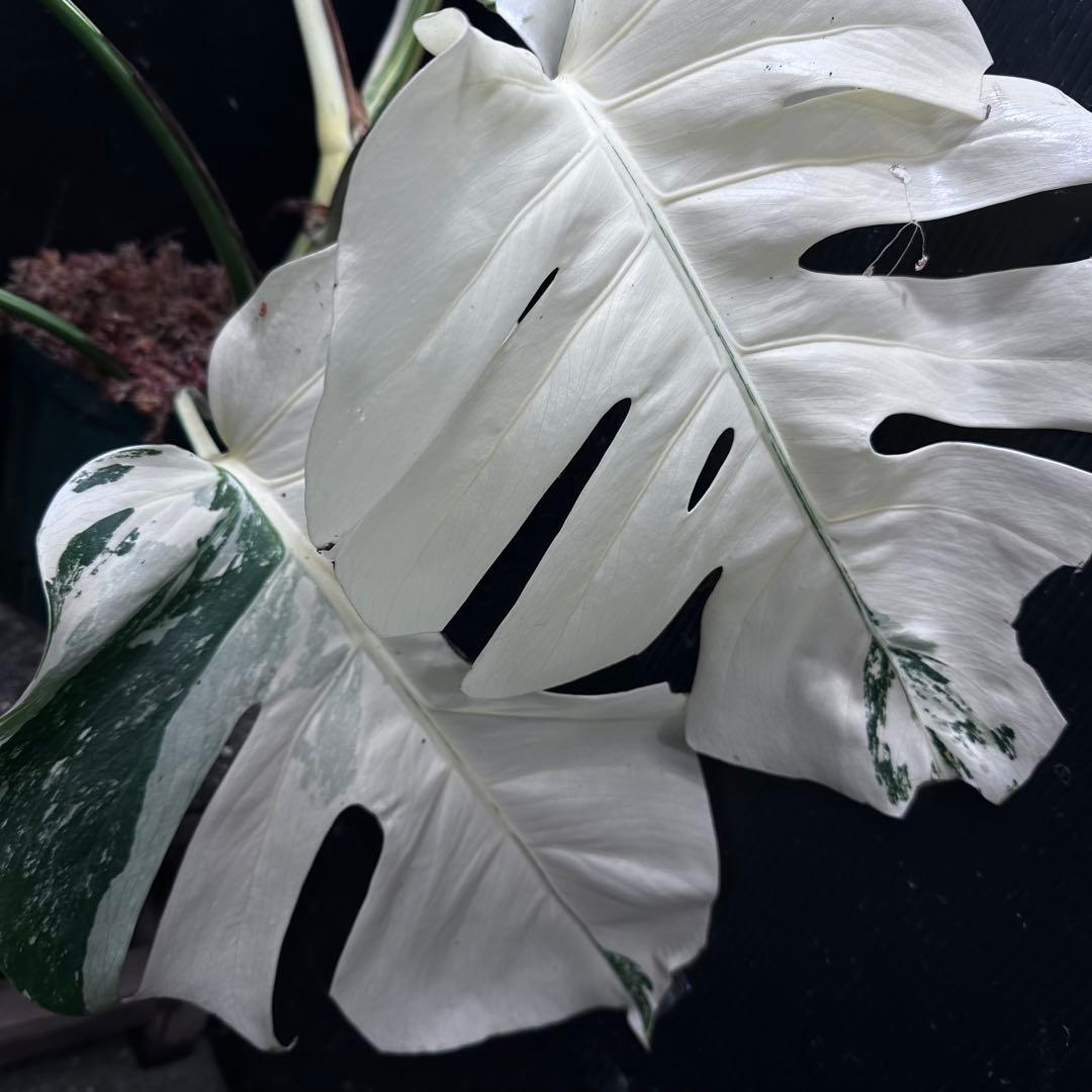 さ*ち様 斑入りモンステラ ホワイトタイガー極美大株72cm白斑多