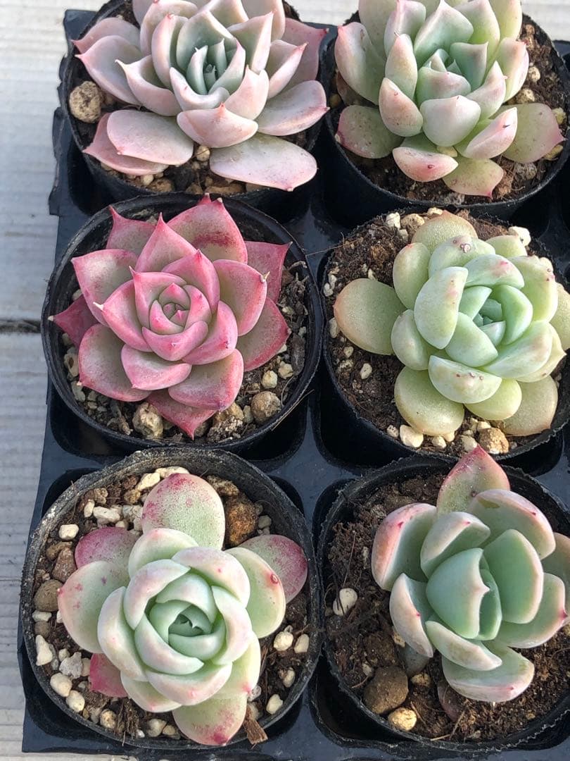 多肉植物 miyaさん苗♡小苗セット