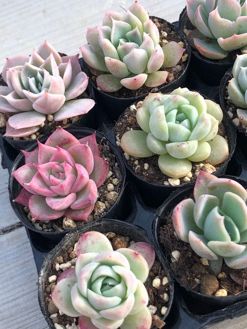 多肉植物 miyaさん苗♡小苗セット