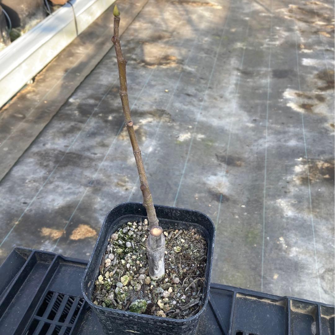 Panino パニーノ 挿木苗 イチジク