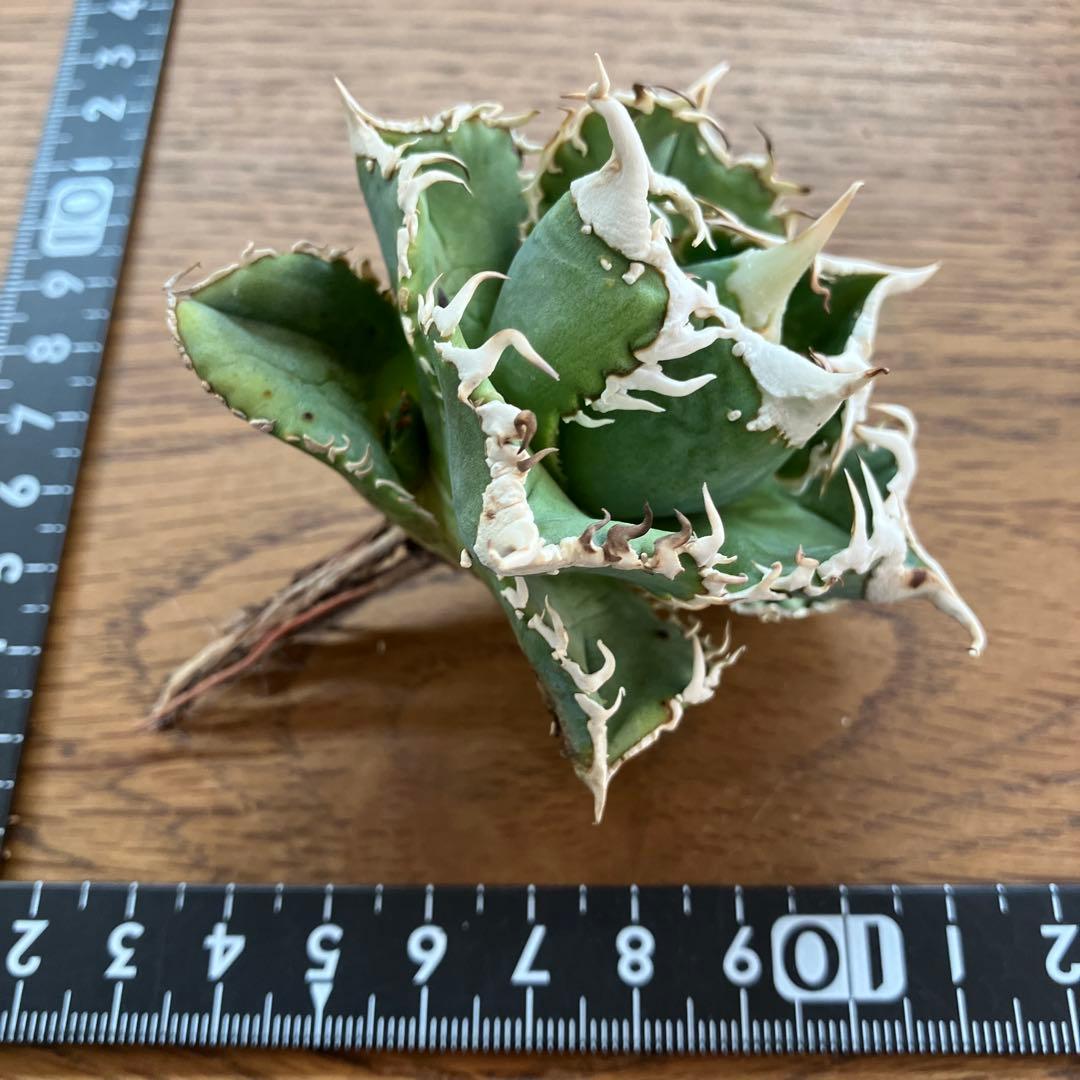 【速達】⑤子株付き　特選　太棘　アガべ　チタノタ　白豪刺　TC