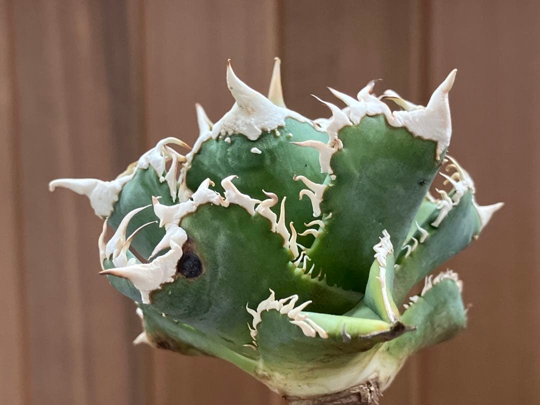 【速達】⑤子株付き　特選　太棘　アガべ　チタノタ　白豪刺　TC