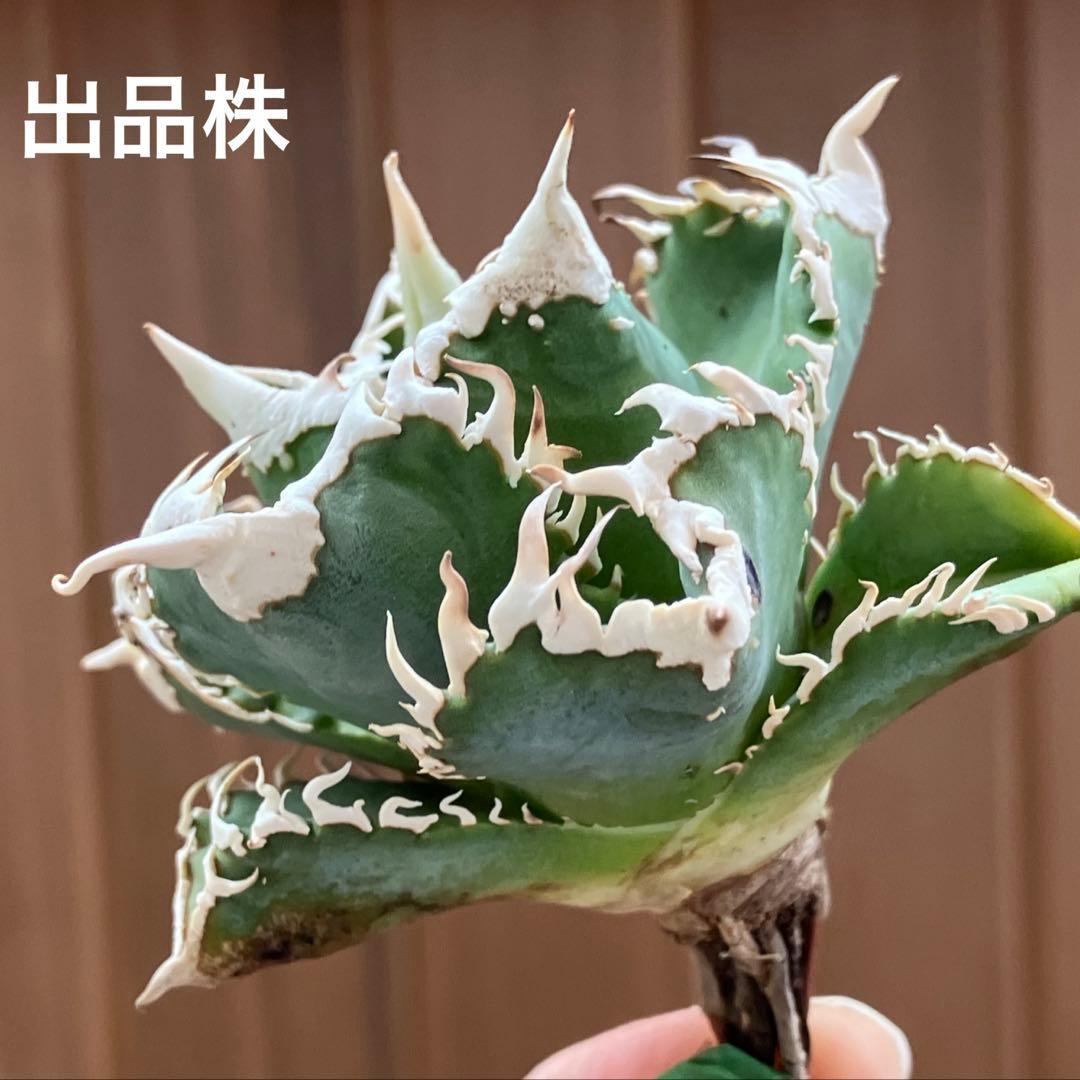 【速達】⑤子株付き　特選　太棘　アガべ　チタノタ　白豪刺　TC