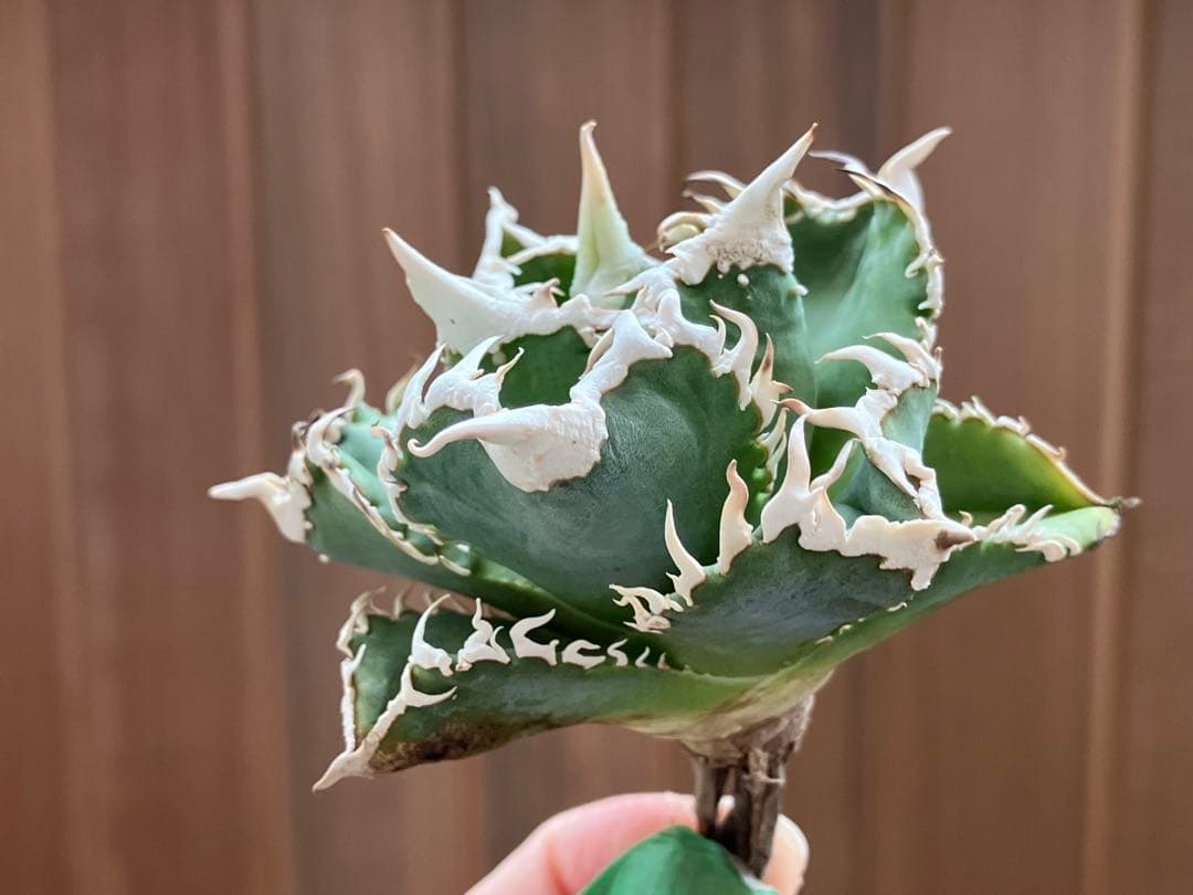 【速達】⑤子株付き　特選　太棘　アガべ　チタノタ　白豪刺　TC