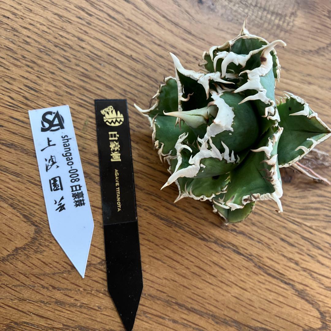 【速達】⑤子株付き　特選　太棘　アガべ　チタノタ　白豪刺　TC