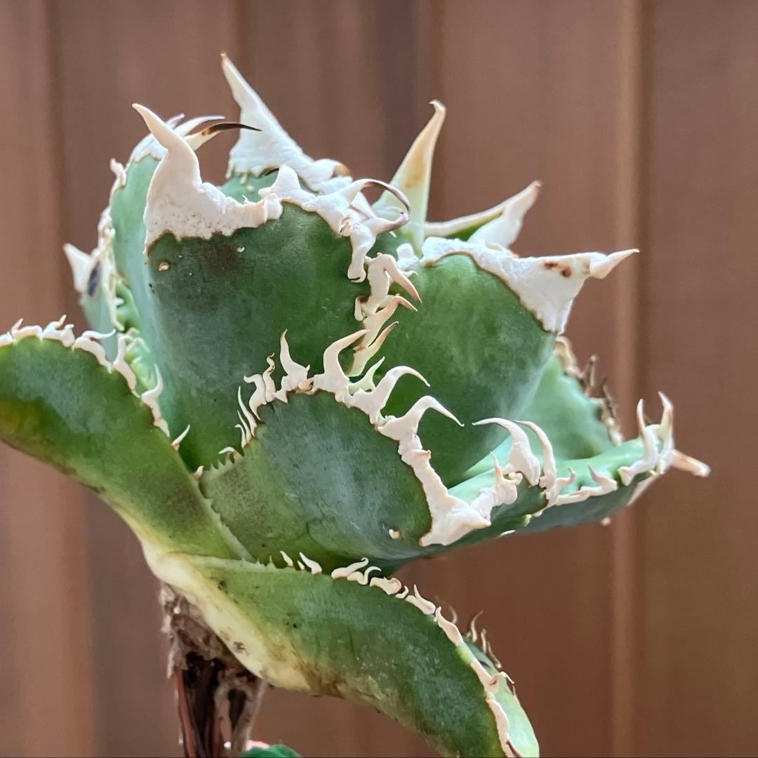 【速達】⑤子株付き　特選　太棘　アガべ　チタノタ　白豪刺　TC