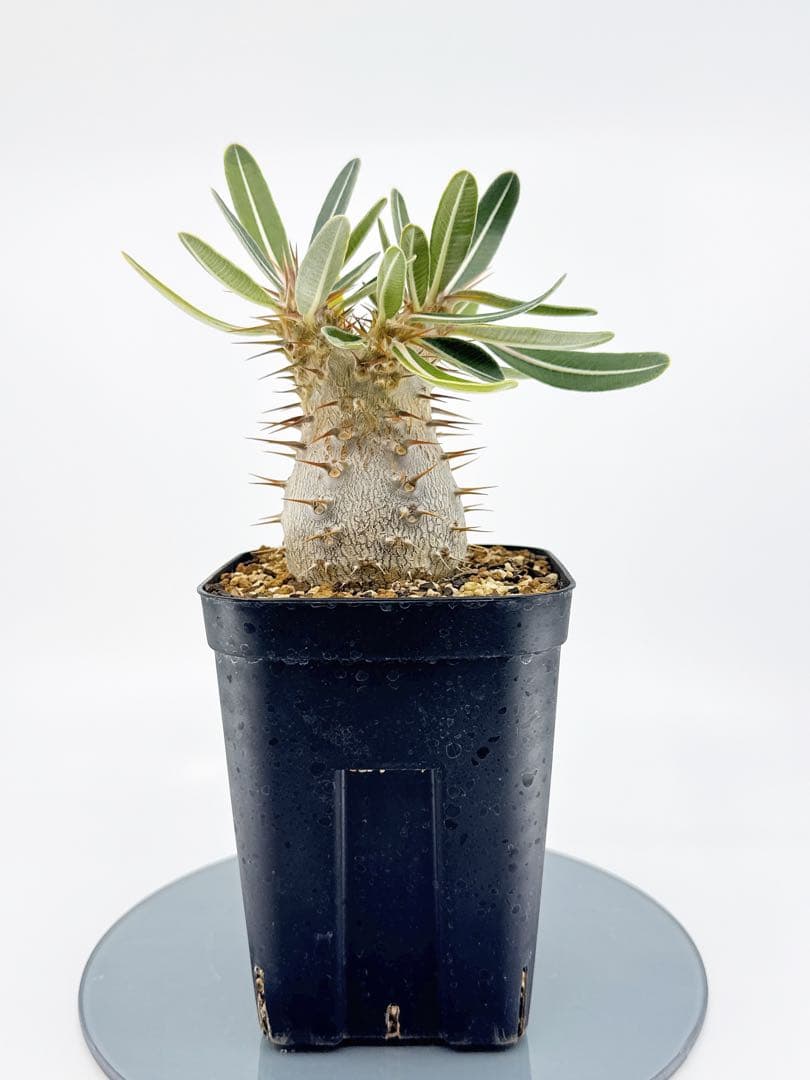 【Link】No62 実生 2年3か月 パキポディウム グラキリス