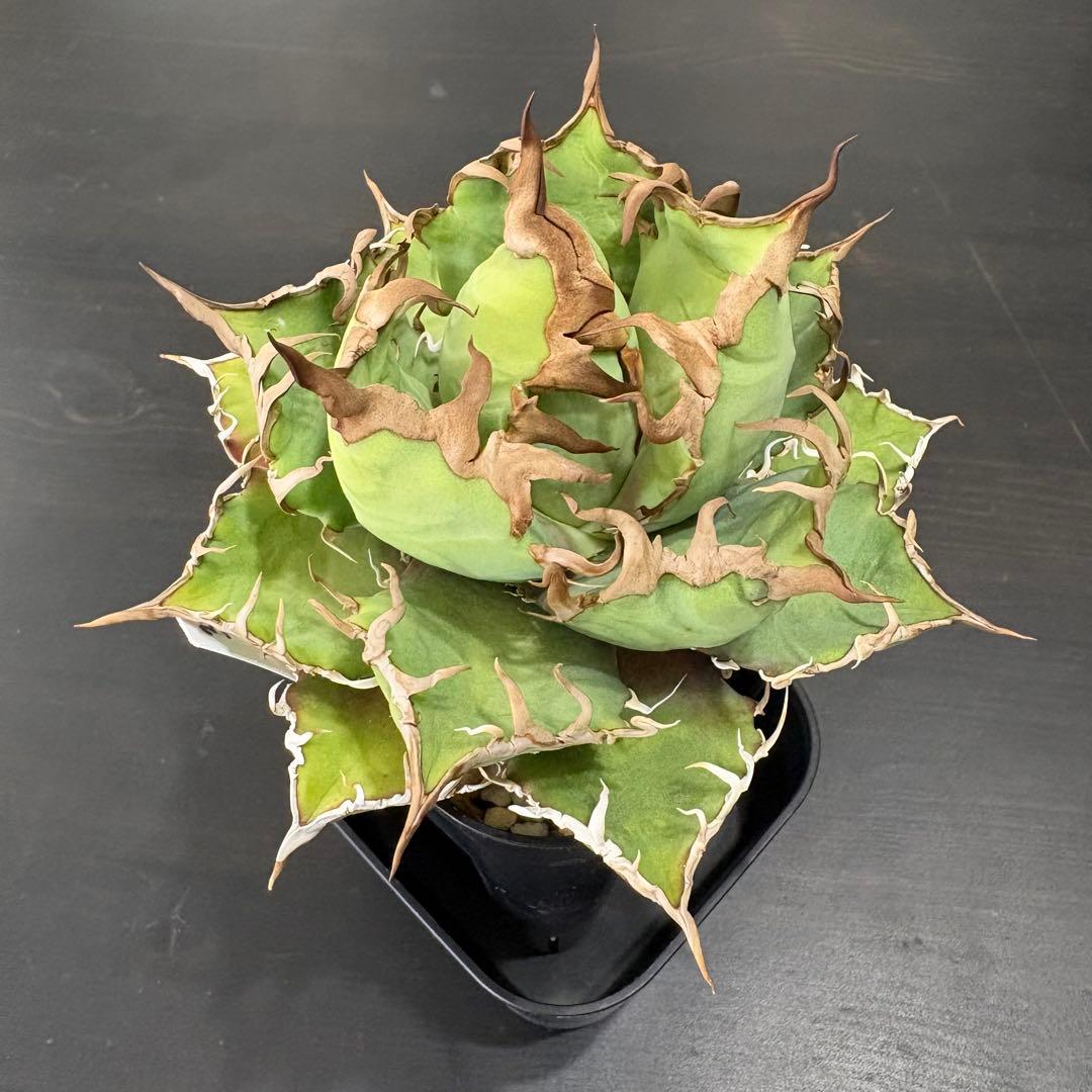 アガベ チタノタ 凱撒 シーザー Caesar③