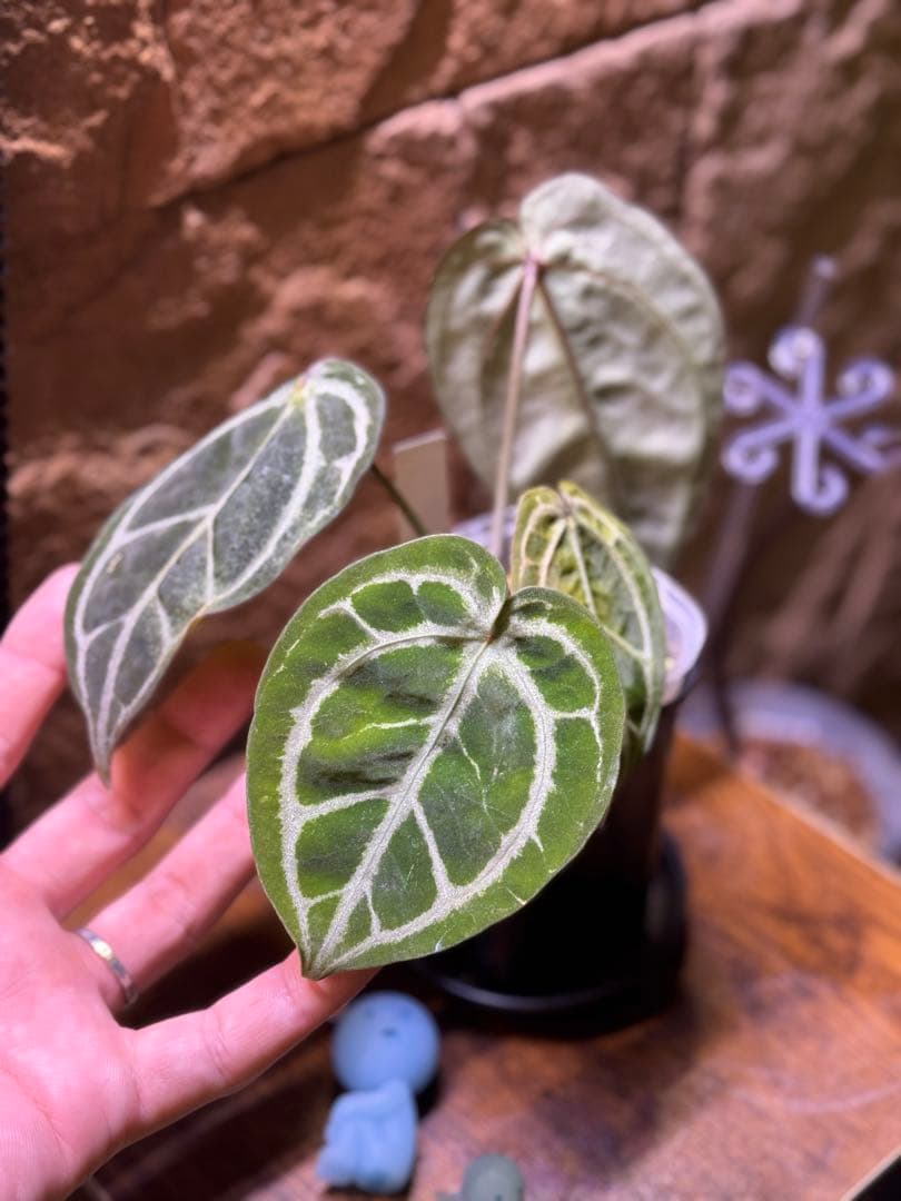 アンスリウム　Red tiger(HU)