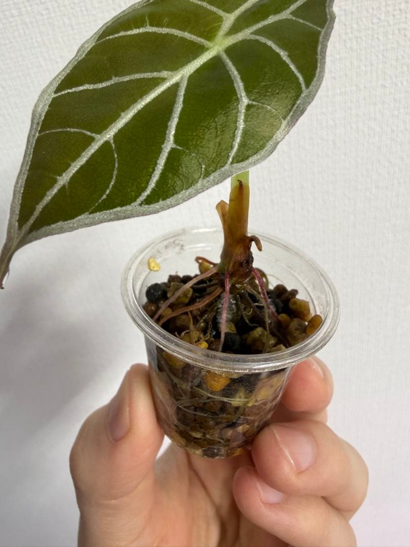 y*9様 アロカシア　ワトソニアナライトニング、ワトソニアナブラック