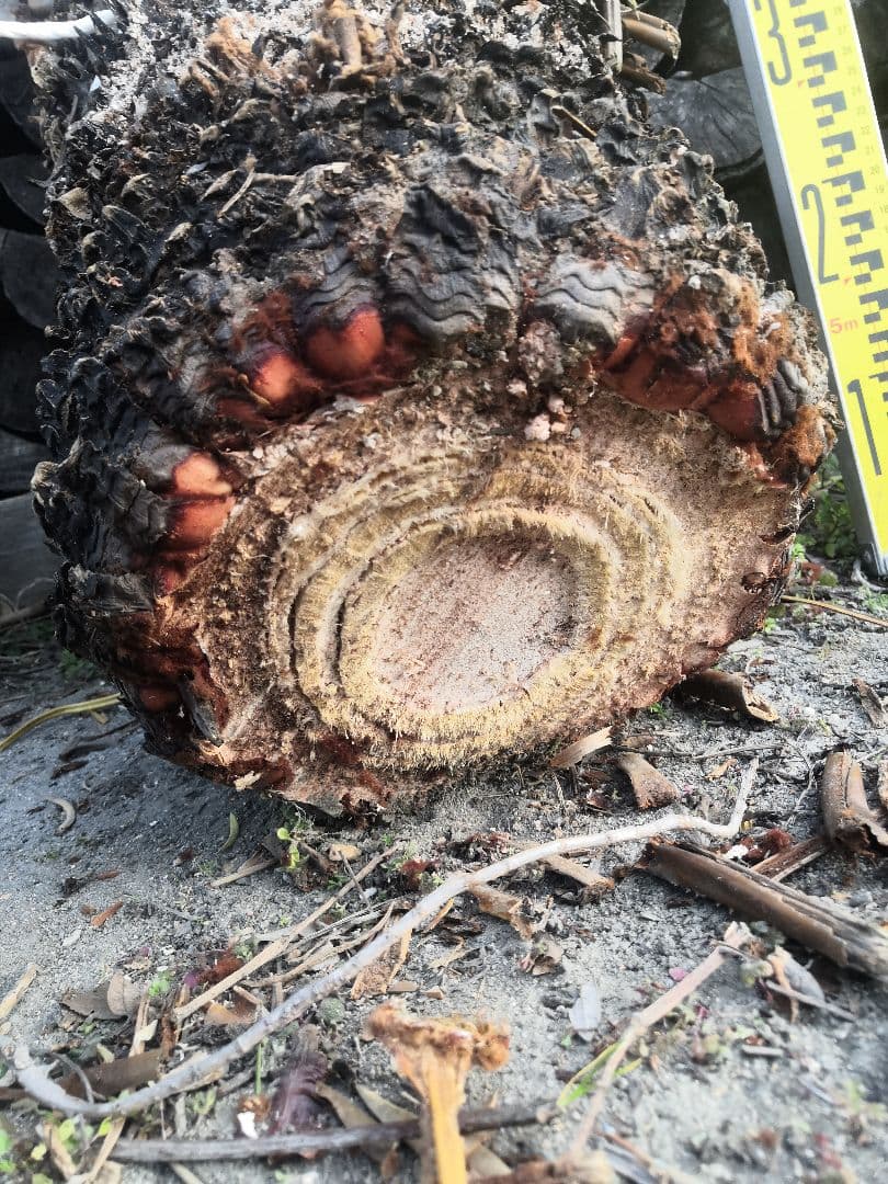 ソテツ 蘇鉄 胴切り　直径25cm前後