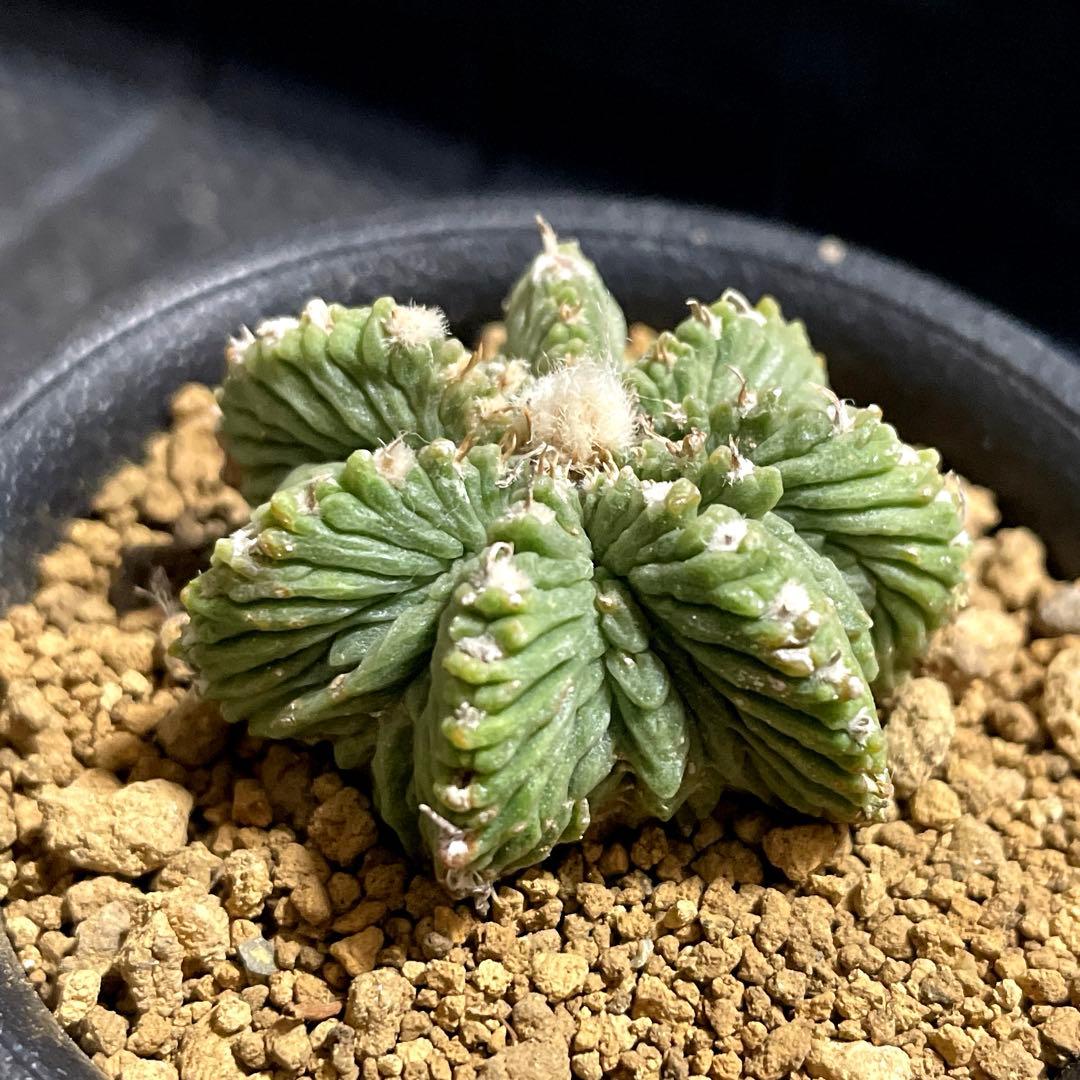 自家繁殖苗　花籠　自根　サボテン　多肉植物