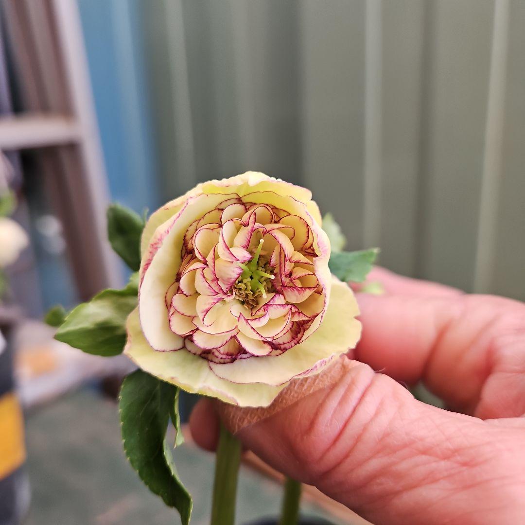 mamo様ご購入苗㉖-119クリスマスローズ