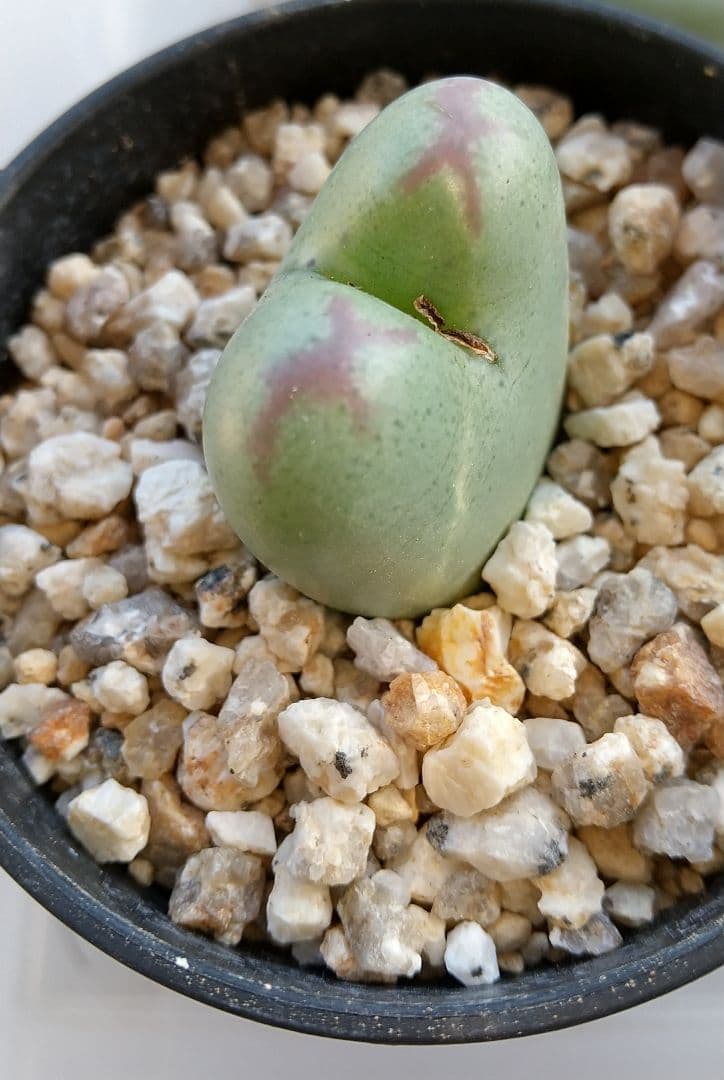 コノフィツム “Momowaremusume”