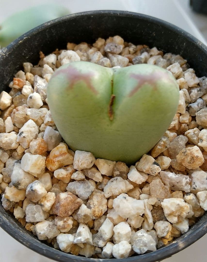 コノフィツム “Momowaremusume”