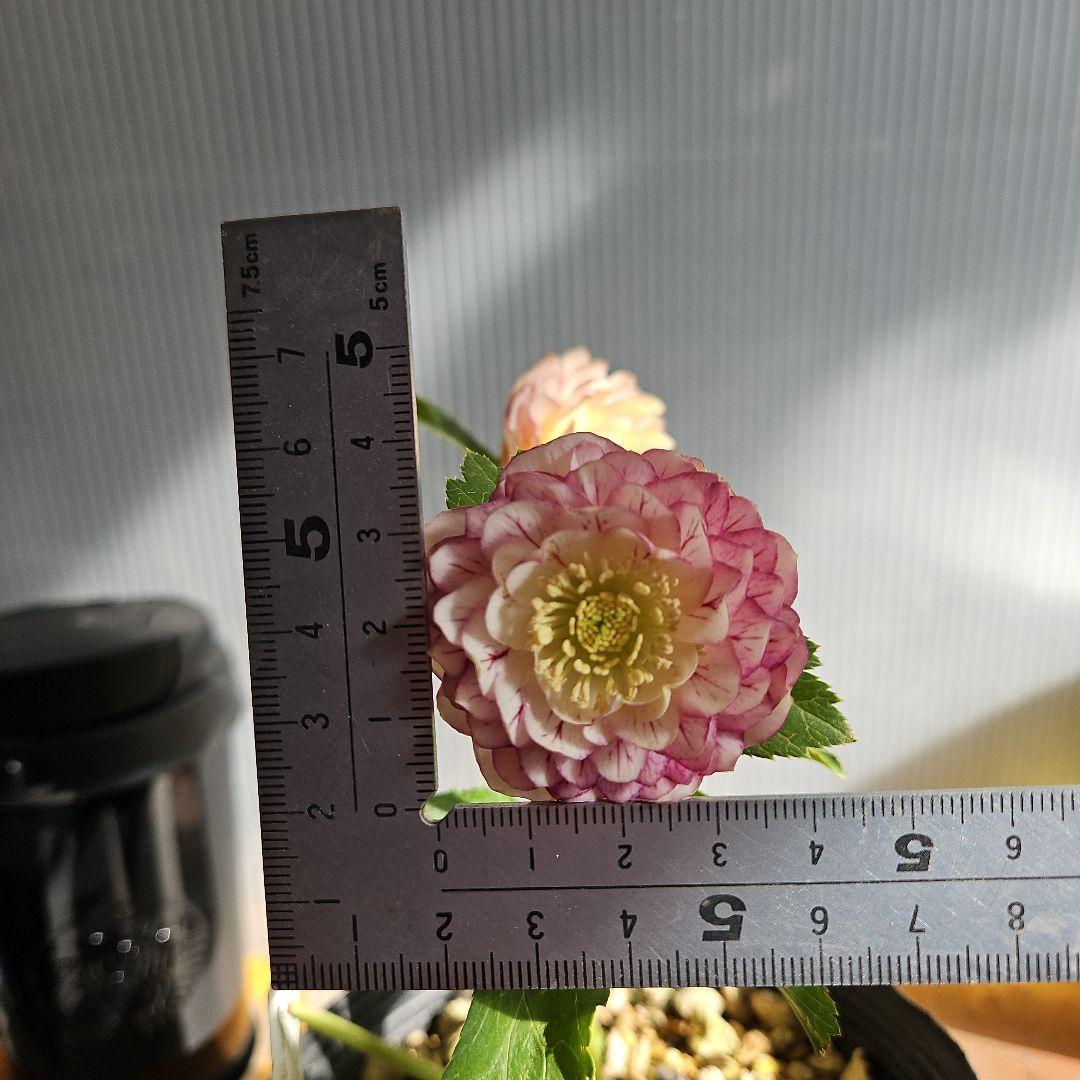 ㉖-226クリスマスローズ