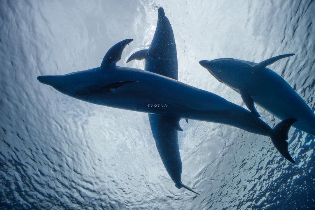 ライカで風景なら超広角！Leica Super-Angulon-R 21mm