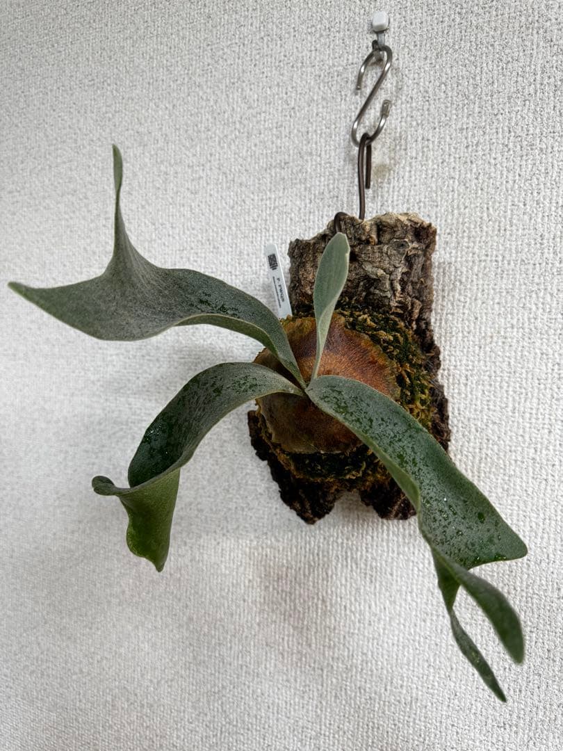 P. FWSQ FW ビカクシダ　OC株　株分　コルク 長期養生株