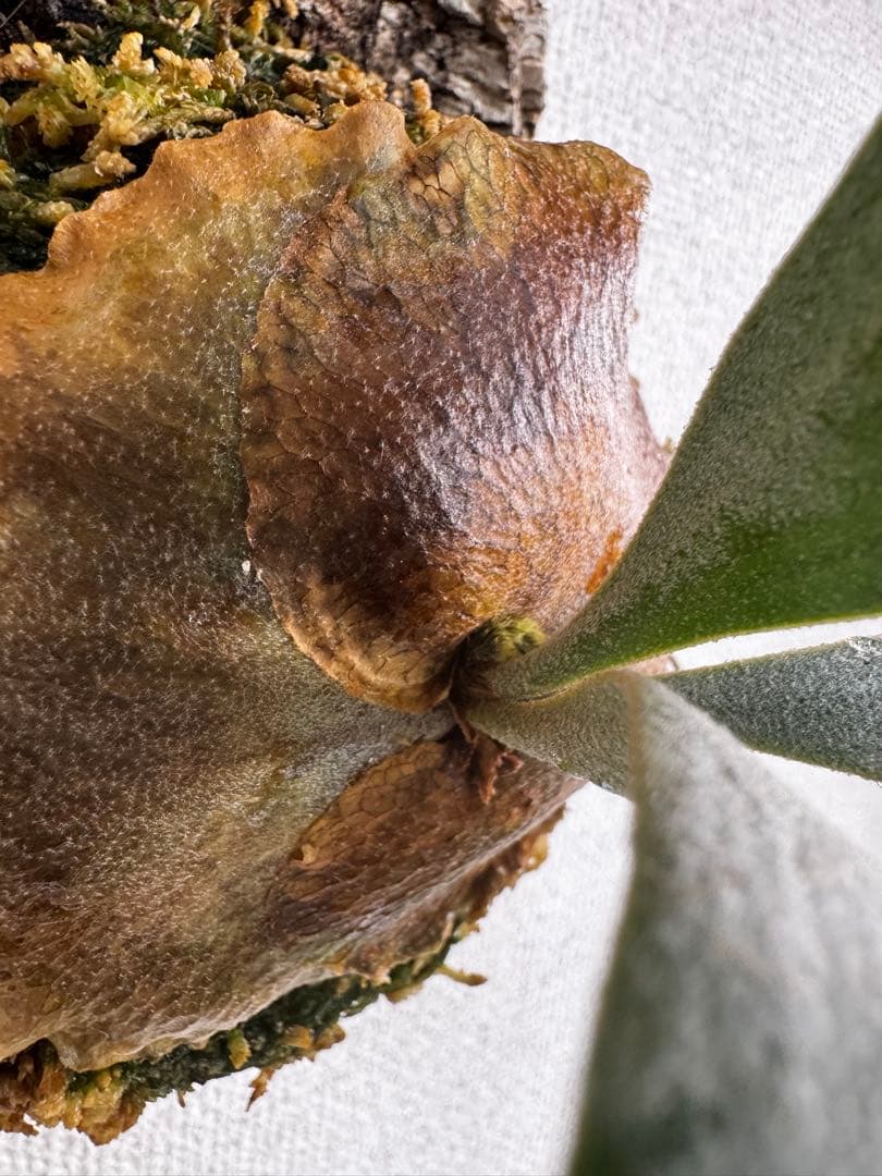 P. FWSQ FW ビカクシダ　OC株　株分　コルク 長期養生株