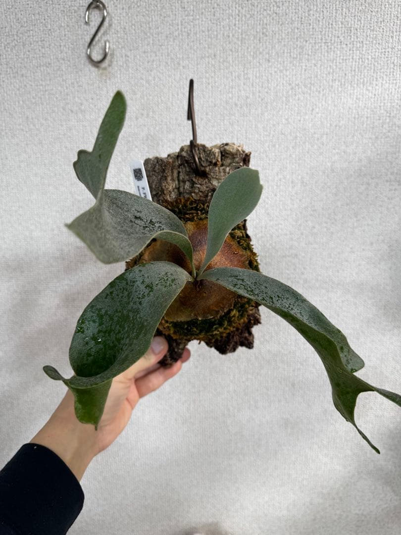 P. FWSQ FW ビカクシダ　OC株　株分　コルク 長期養生株