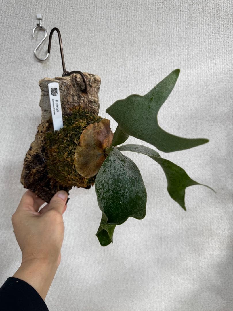 P. FWSQ FW ビカクシダ　OC株　株分　コルク 長期養生株