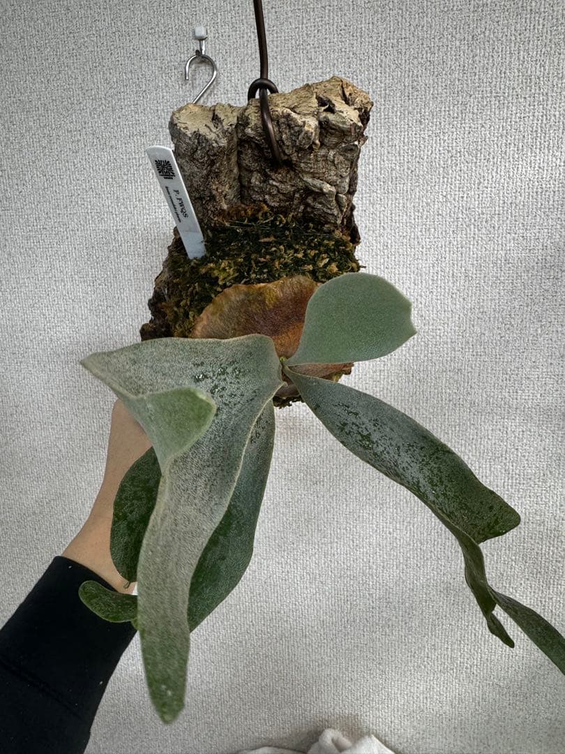 P. FWSQ FW ビカクシダ　OC株　株分　コルク 長期養生株