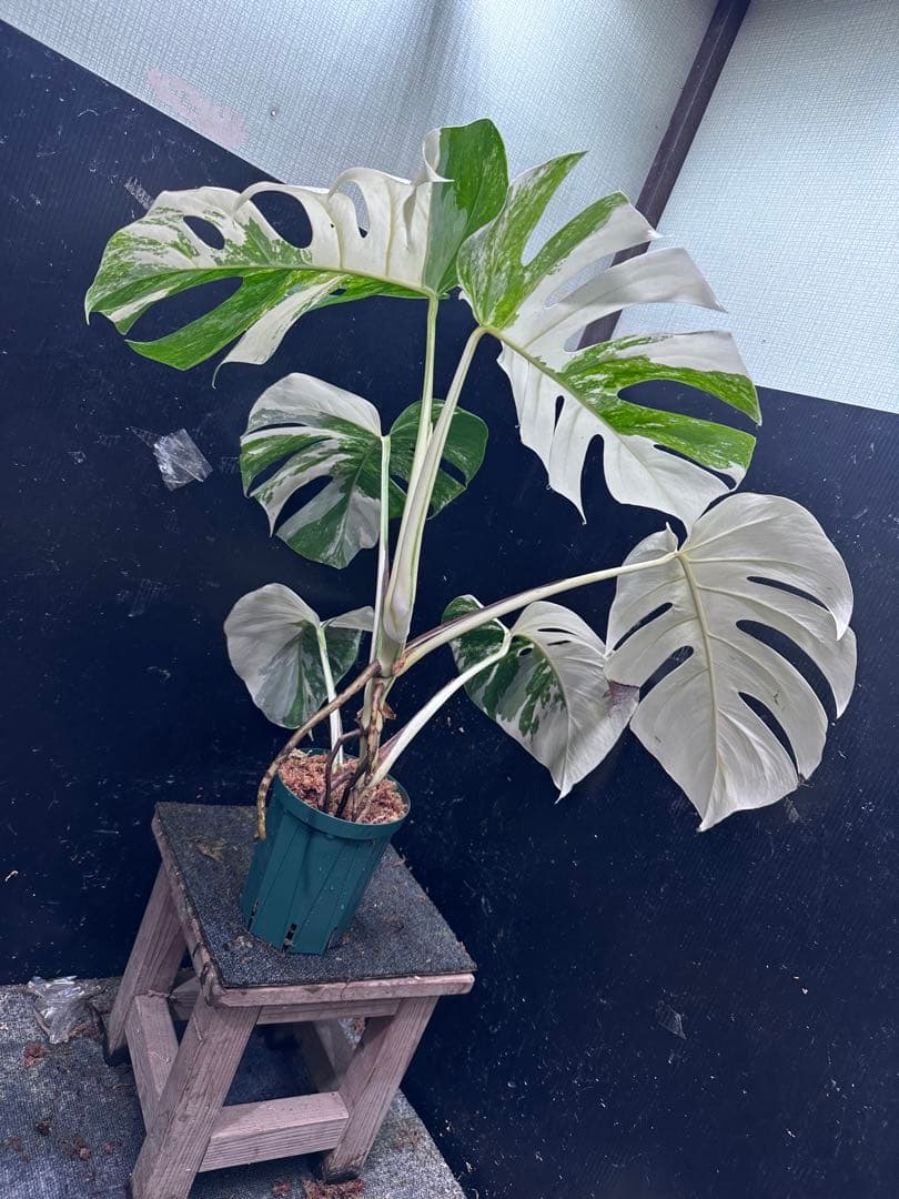 g*3様 斑入りモンステラ ホワイトタイガー極美大株79cm白斑多