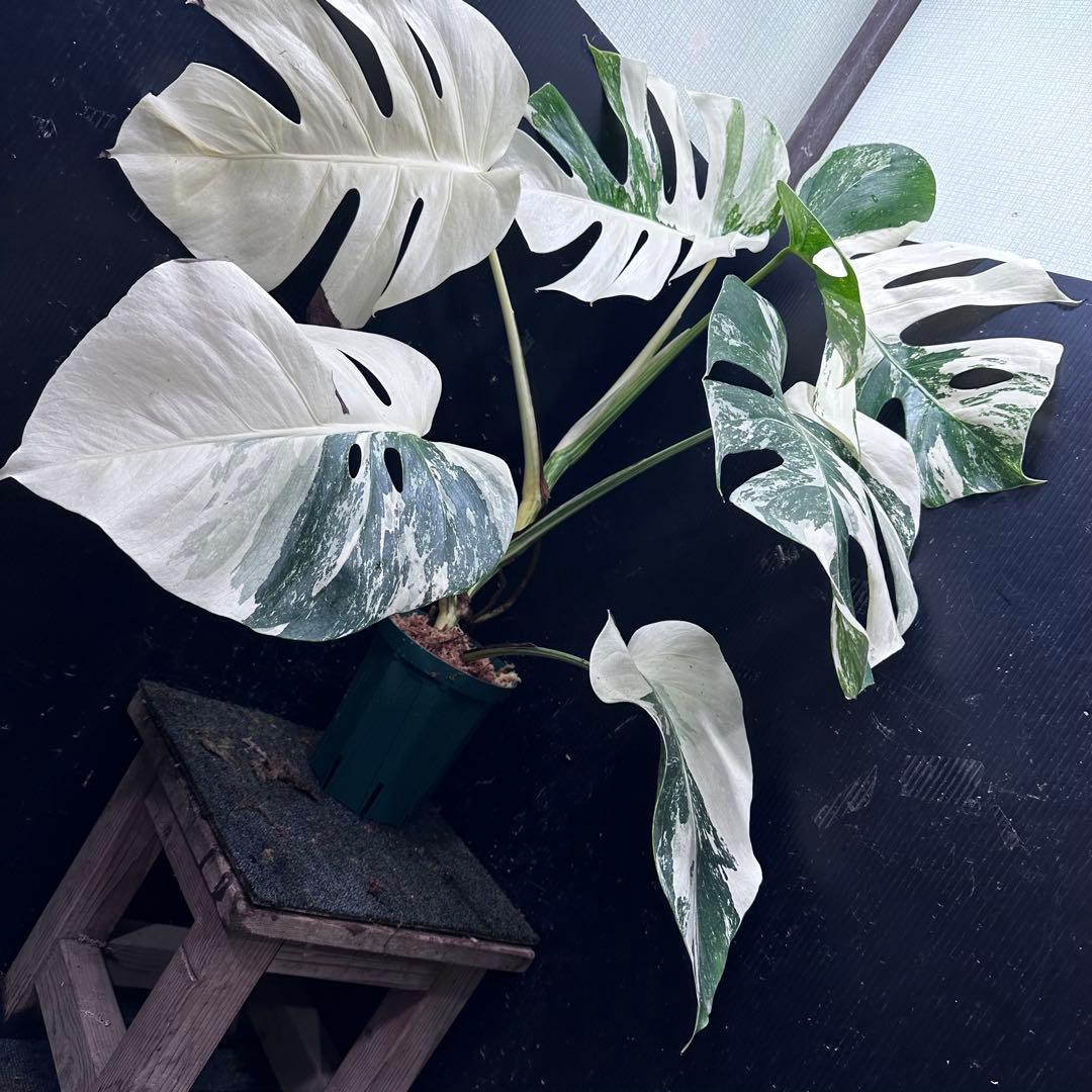 g*3様 斑入りモンステラ ホワイトタイガー極美大株79cm白斑多