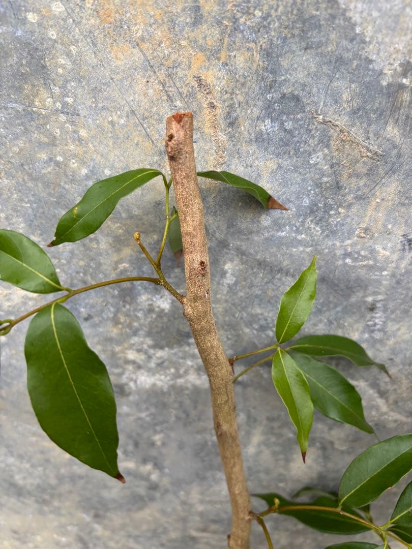 ライチ　玉荷包　取り木苗木　1株