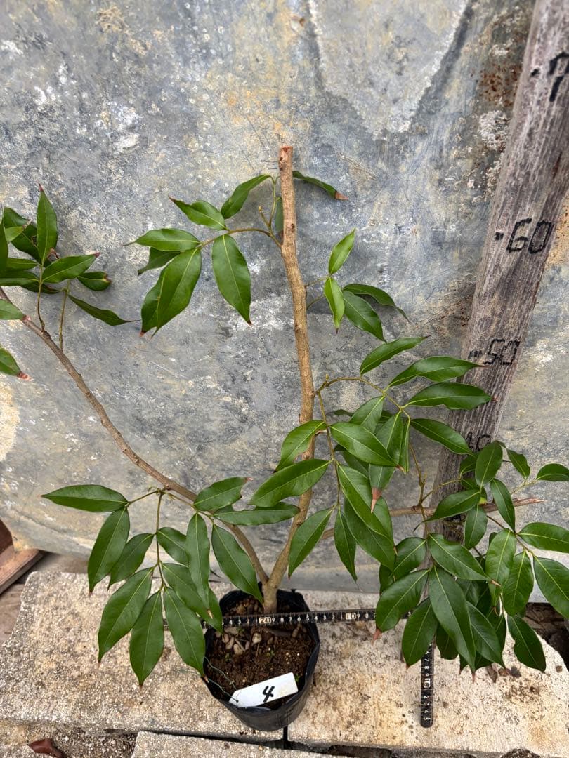 ライチ　玉荷包　取り木苗木　1株