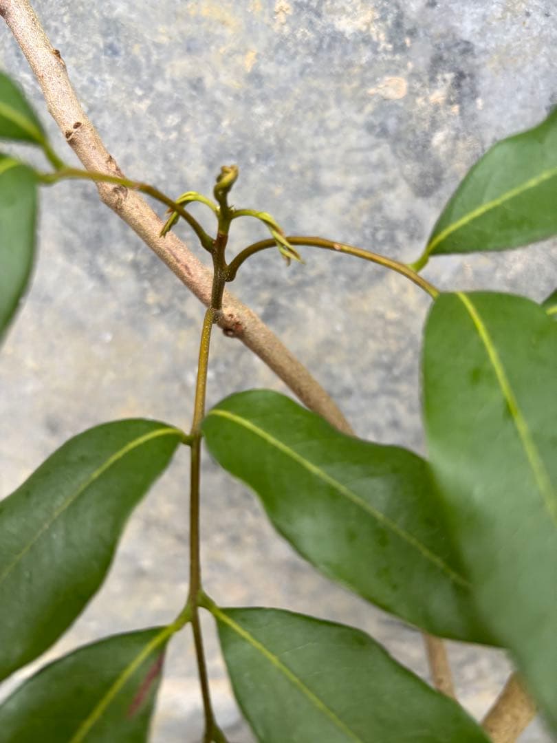 ライチ　玉荷包　取り木苗木　1株