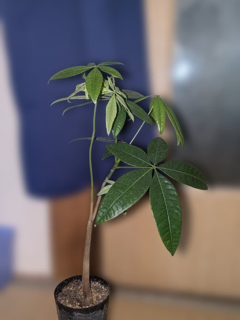 【激レア✨️】実生！二又！パキラ ミント斑