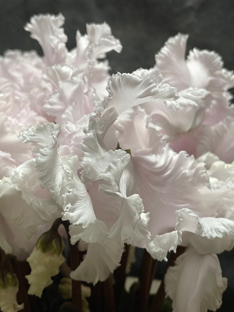 まつのり　シクラメン　ルチア①