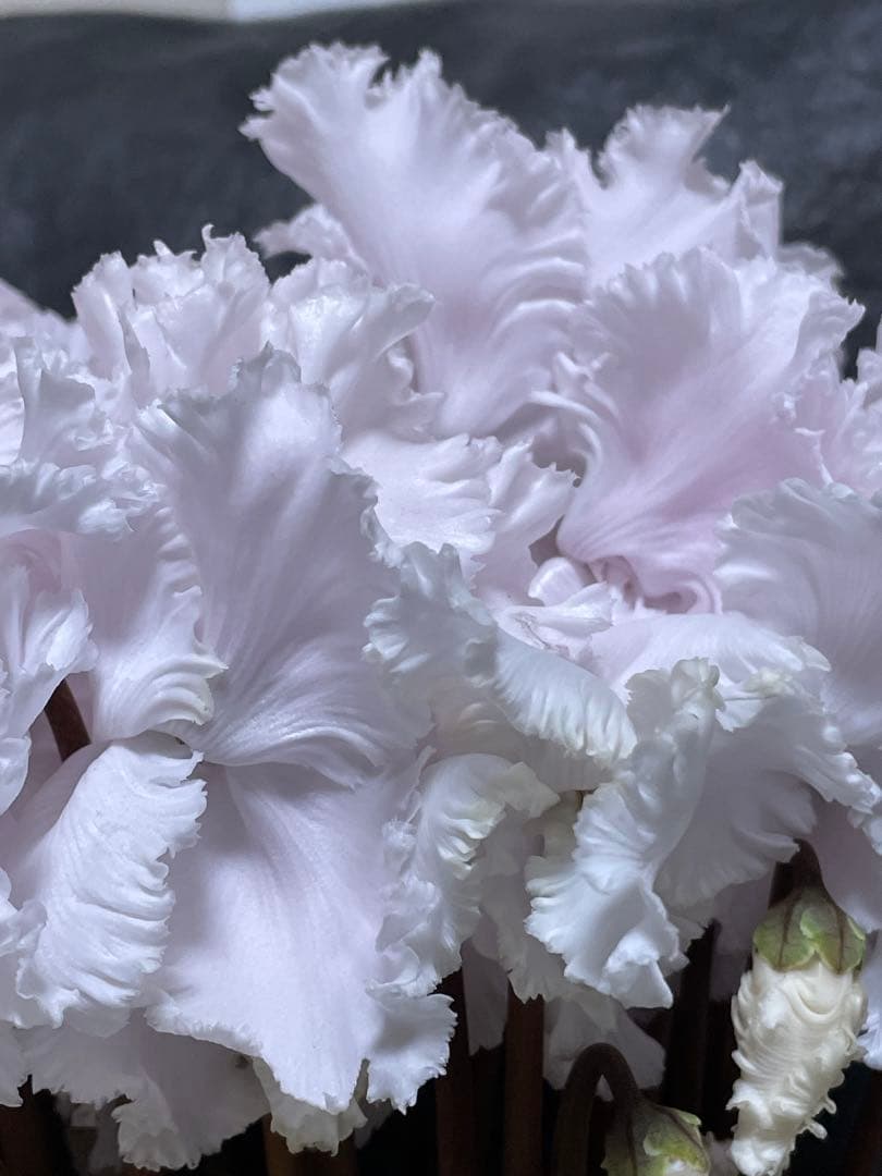 まつのり　シクラメン　ルチア①