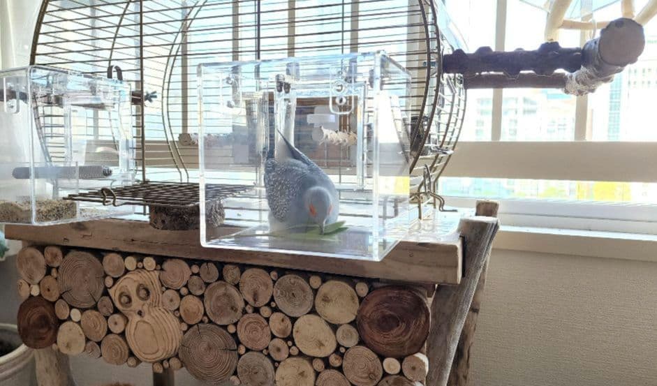 鳥かご 44.5cm x 25cm ヨーロッパ 輸入 ケージ