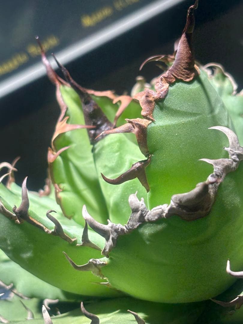 特選！アガベチタノタ牛魔王（極上株）S級血統高級品種super牛魔王大株激レア！