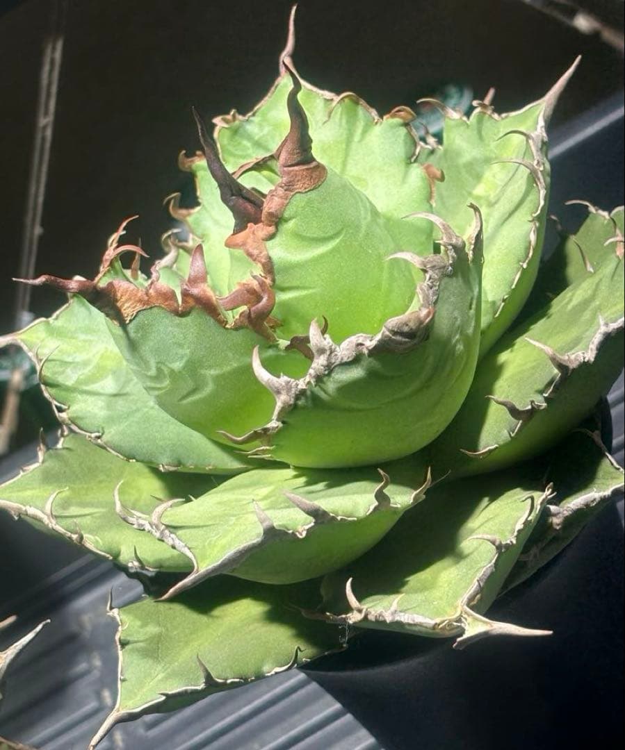 特選！アガベチタノタ牛魔王（極上株）S級血統高級品種super牛魔王大株激レア！