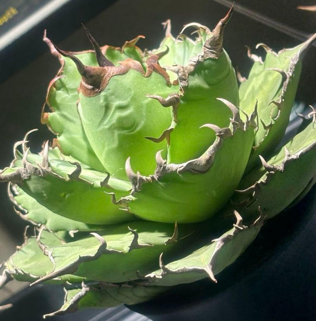 特選！アガベチタノタ牛魔王（極上株）S級血統高級品種super牛魔王大株激レア！