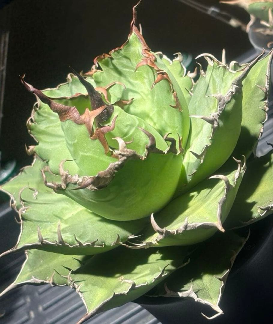 特選！アガベチタノタ牛魔王（極上株）S級血統高級品種super牛魔王大株激レア！