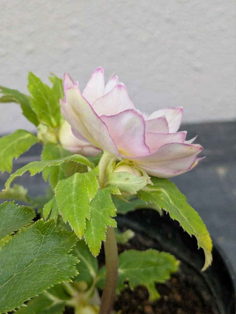 広瀬園芸 クリスマスローズ 【オーレア系ピンクベインdd】