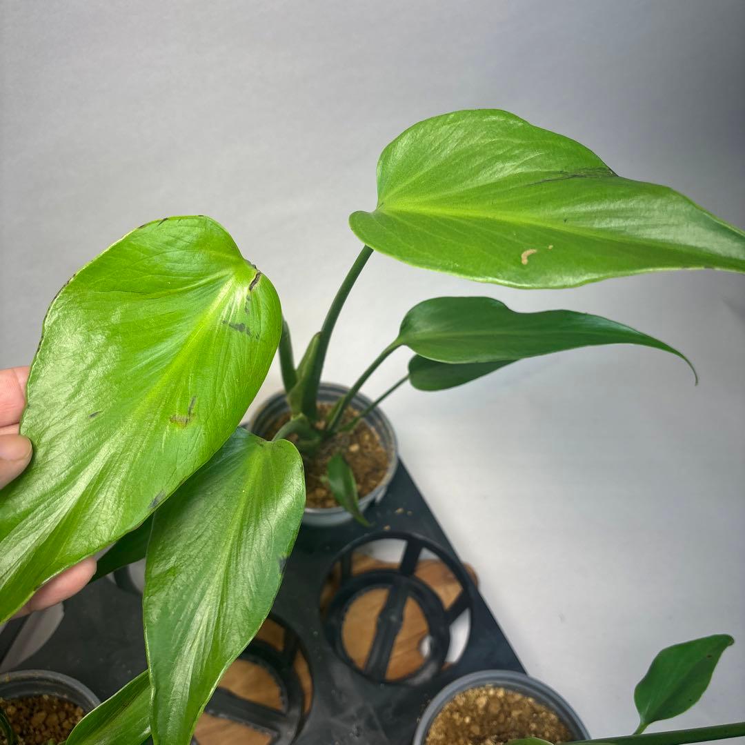 ち*か様 5株セットL034 モンステラ バールマルクスフレーム