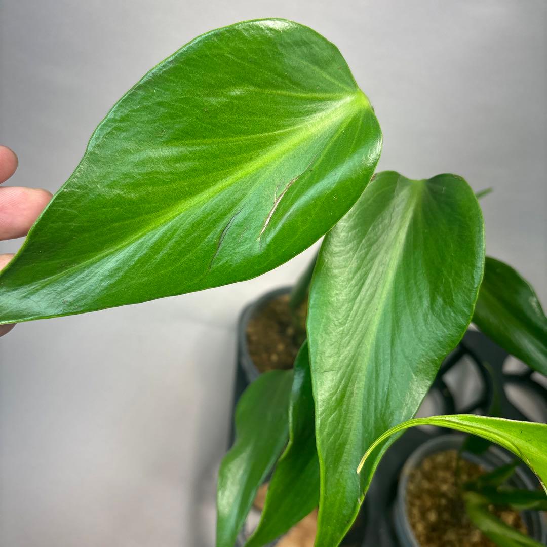 ち*か様 5株セットL034 モンステラ バールマルクスフレーム