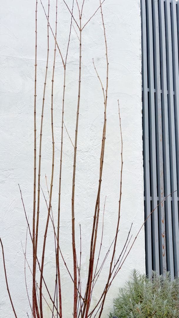 超良品。カツラ本株立ち2.4M(鉢底から)品番B