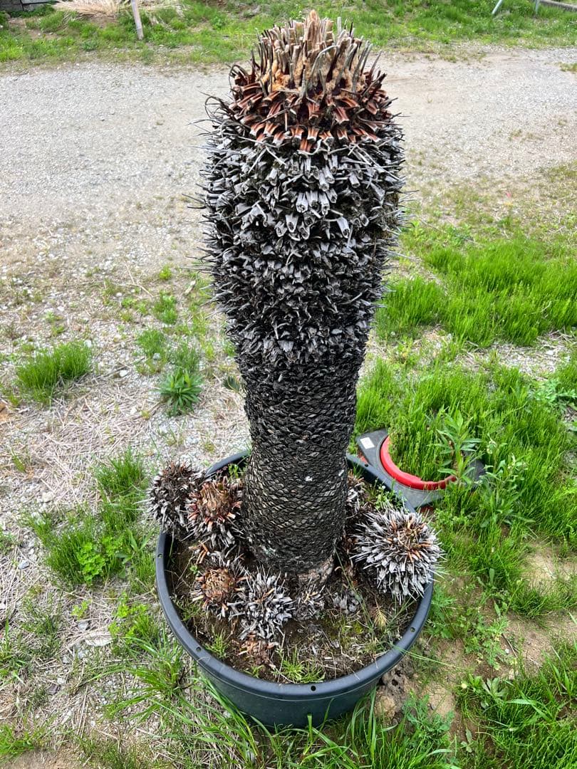 ソテツ　鉢植え　約1.2m