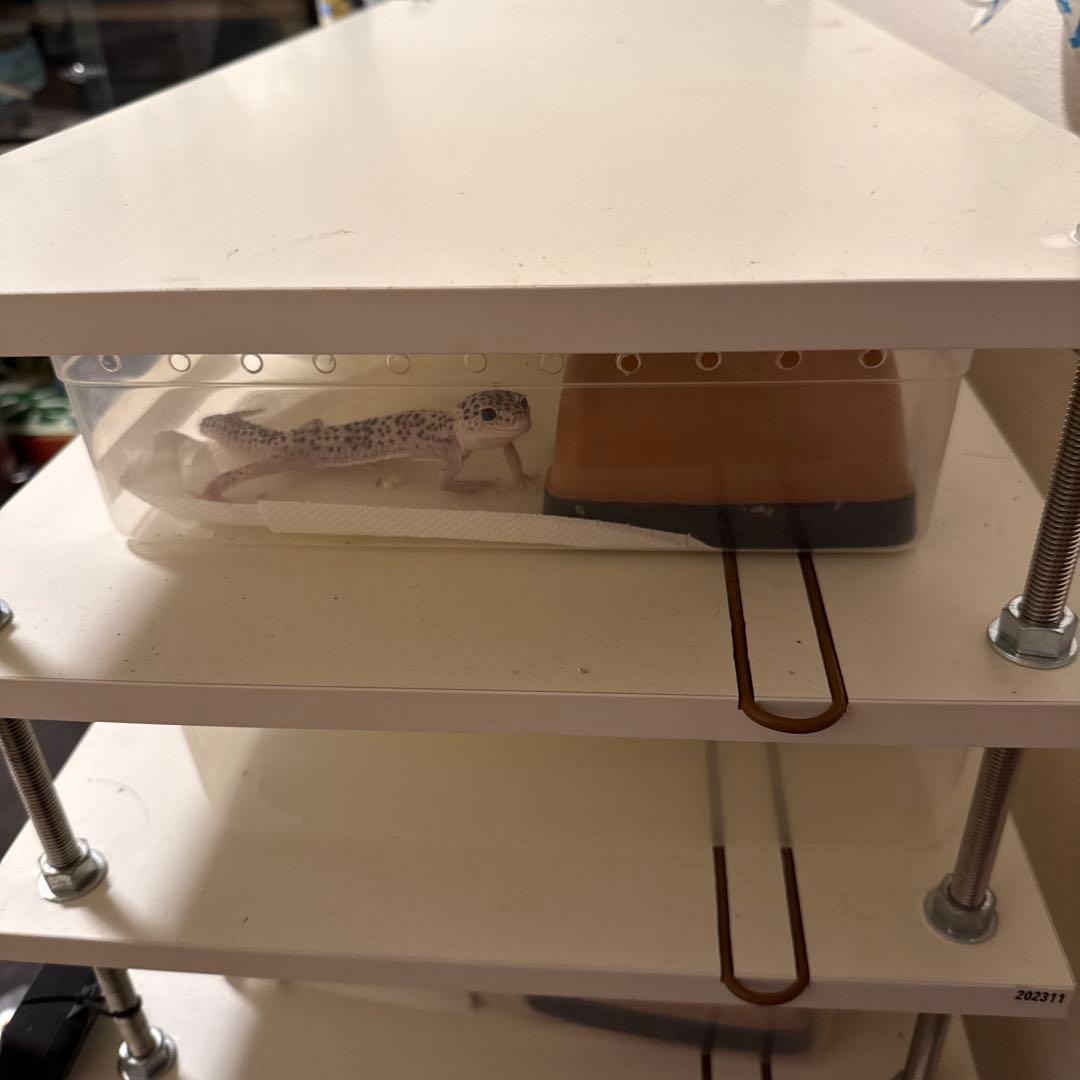 (10月末まで)自作ブリードラック7段サーモ、ヒートケーブルセット